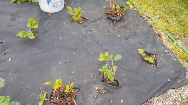 Уход за клубникой после её плодоношения... смотреть онлайн