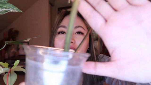 My Collection Of Variegated Plants | Semi-hydro