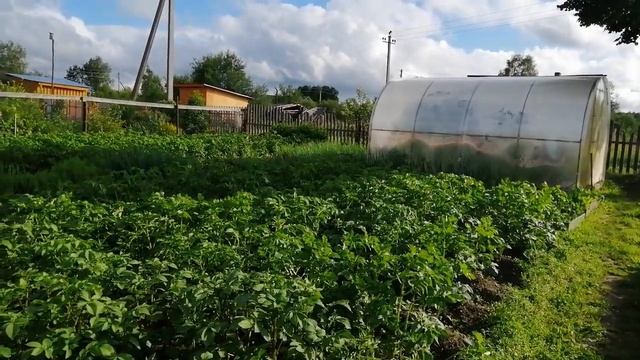 Огород после дождей. Чесночные стрелки. Ура, интернет!