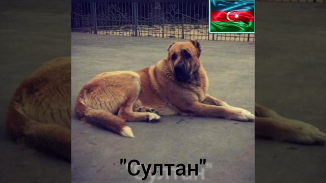Азербайджанские собаки чемпионы Азербайджана и1 часть сильнейшего 🇦🇿🇦🇿 (Azərbaycan itləri) смотреть онлайн