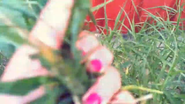 Какие травки можно хомячкам ? смотреть онлайн