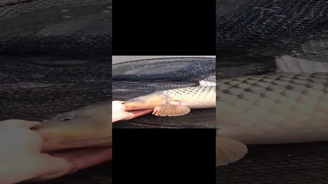 export_5769533816398550640.mp4 смотреть онлайн