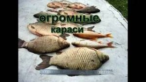 Большой Сунгуль  на Огромного Карася от 1.5 до 2 кг.