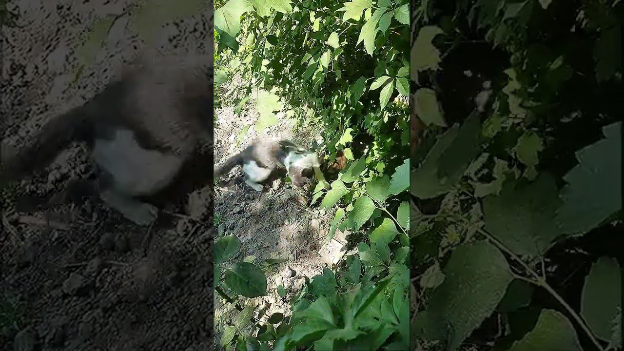 Мои Коты Зеленский и Байден Поругались Biden Zelenskiy смотреть онлайн