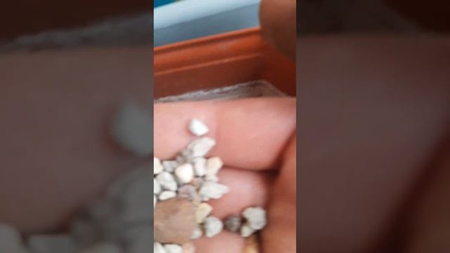 земля для посадки суккулентов и бла-бла-бла. #2 смотреть онлайн