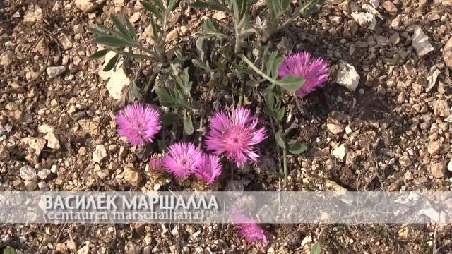 василёк маршалла смотреть онлайн