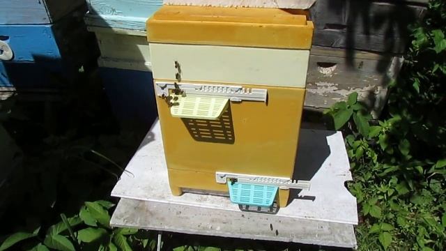 нуклеус для облета маток от фирмы BienenHaus на высоту рамки 230 мм - часть 6 - на облетнике смотреть онлайн