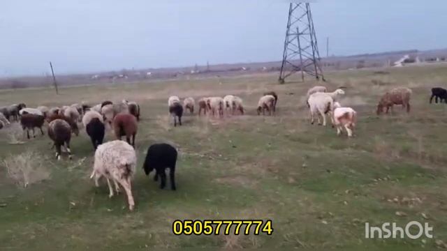 98 БАШ КОЙЛОР КОЗУЛАР САТЫЛАТ . Бөлүнүп сатылбайт!!! смотреть онлайн