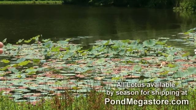 Removing Lotus, Killing Lotus, Changing Lotus Varieties, Get Rid of Lotus смотреть онлайн