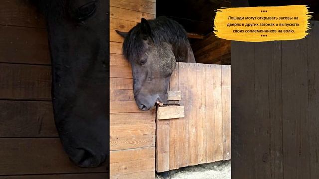Занимательные факты о лошадях Interesting facts about horses смотреть онлайн