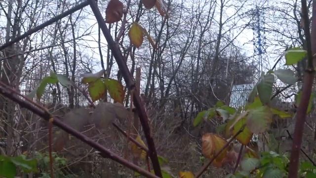 Лук пророс. Почему лук пророс. Осенние работы в саду. Готовим малину и ежевику к зиме. смотреть онлайн