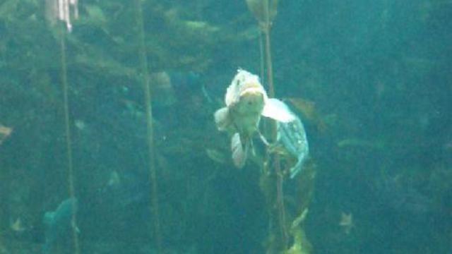 монтерей. аквариум смотреть онлайн