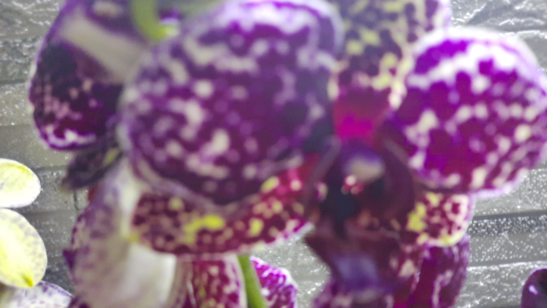 ПОКУПКИ ОРХИДЕЙ// 27.04.24// смотреть онлайн