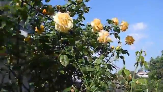 Роза  Astrid Grafin Von Hardenberg DSCN4803