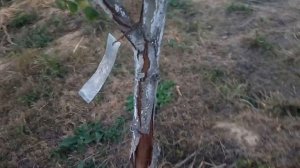 ЧТО ПРОИСХОДИТ со стволом груши? ПОМОГИТЕ определить, пожалуйста.
