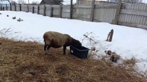 100% признаки скорого окота овец??