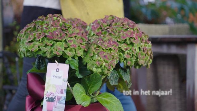 Magical Hydrangea - Tuinhortensia's смотреть онлайн