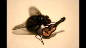 А муха тоже вертолет 10 часов