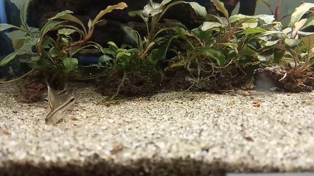 Коридорас пигмей (Corydoras pygmaeus) смотреть онлайн