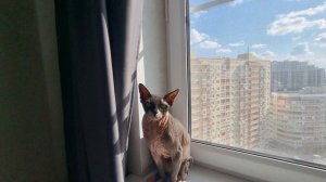 Лысый кот Симба ругается!