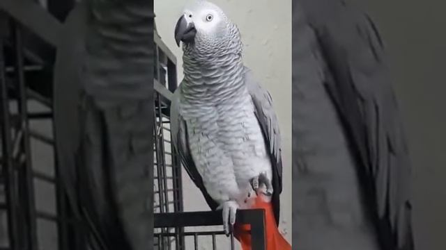 мама ругается как тигр... смотреть онлайн