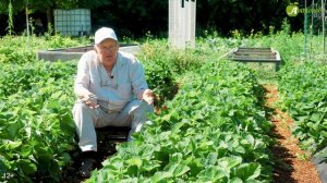 Выращивание земляники на гряде. Полив, подкормки и обработка земляники садовой