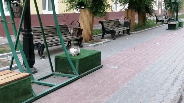 Энгельский кот охраняет покой жителей города и поздравляет С Днём России.12.06.2023 смотреть онлайн