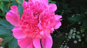 КОЛЛЕКЦИЯ ПИОНОВ. Виды, форма, сорта