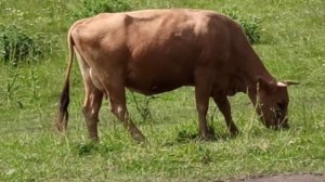 Корова ест траву.