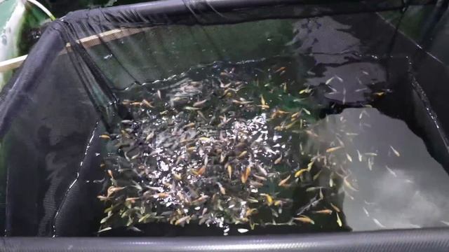 Koi Fry Unboxing - What i learned from last year смотреть онлайн