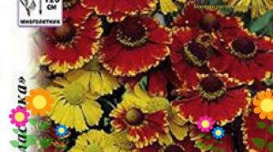 Гелениум осенний. Краткий обзор, описание характеристик helenium autumnale Осенняя серенада