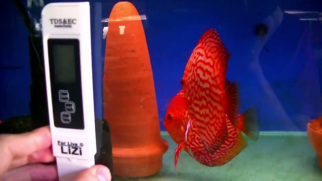 Содержание и разведение Дискусов дома #aquarium #аквариум #discus #дискусы #разводня смотреть онлайн