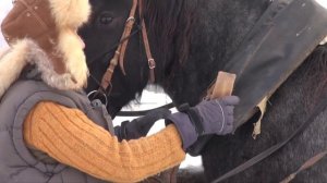 Как завязать новые гужи на хомуте.