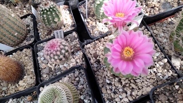 Коллекция кактусов.Астрофитумы,гимнокалициумы,эхиноцереус,,нотокактус,мелокактус,маммилярия. смотреть онлайн