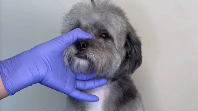 DOG GROOMING TUTORIAL by Diana Paiva Groomer смотреть онлайн