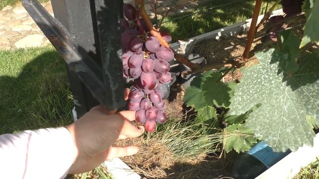 Ультра ранние и ранние столовые сорта винограда. Обзор 2020 смотреть онлайн