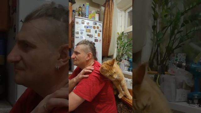 Кот Мейн кун, ну очень злой и противный стриженный котик смотреть онлайн