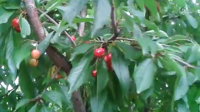 Черешня уже поспела .Это просто супер .СМОТРЕТЬ ВСЕМ смотреть онлайн