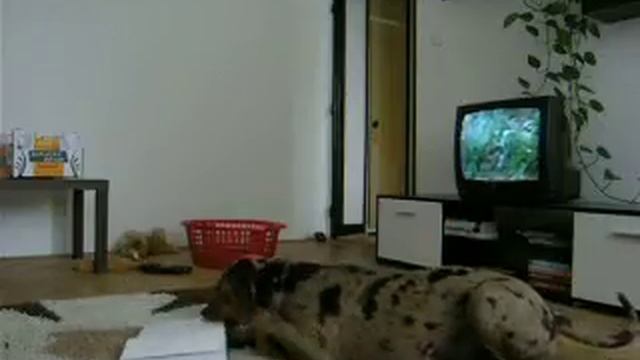 Catahoula Griffin (7 months) and our first clicker games смотреть онлайн