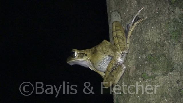 Common Tree frog at night, Malaysia. 20220217_210045.uhd смотреть онлайн