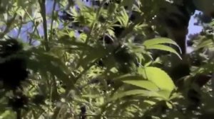 'Police in Helicopter'   John Holt Tom Laroc video edit
