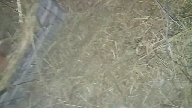 Гнездо для мускусной утки которая спрятала яйца / индоутки прячут яйца что делать? / утки шипуны смотреть онлайн