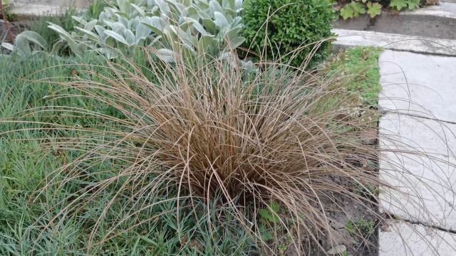 30.07.21. Злаки в моём саду: молиния, императа, осока Бронзо и перистощетинник. Часть 1. смотреть онлайн