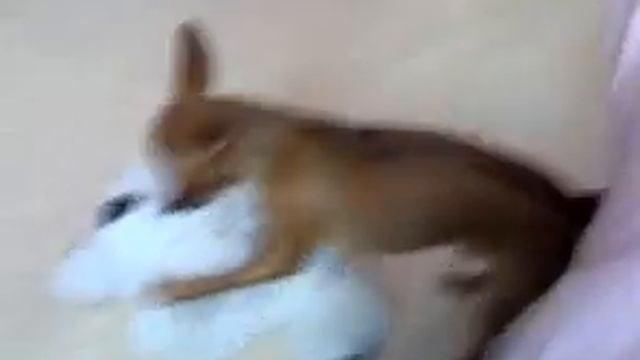 Мечик шпилит Багги !!! Mechik spiers Buggy! Ahahaha смотреть онлайн