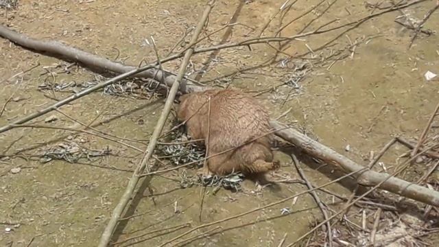 Prairie dogs at Amsterdam zoo, Netherlands / Луговые собачки в Амстердамском зоопарке, Нидерланды смотреть онлайн