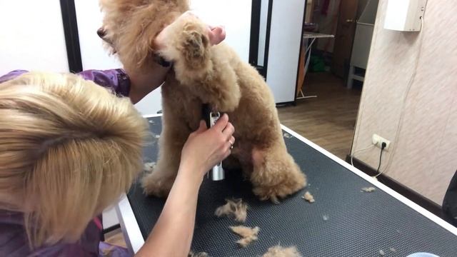 Азиатская стрижка и груминг пуделя, видео №1. Как подстричь пуделя. 