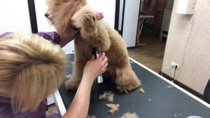 Азиатская стрижка и груминг пуделя, видео №1. Как подстричь пуделя. "Мячик". Уроки груминга.