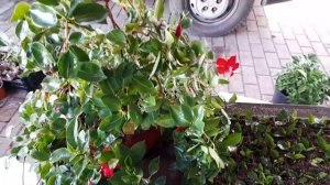 Черенкование дипладении. Эксперимент с укоренителями.