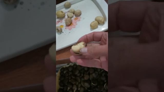 21 декабря 2020 г. Şabalıdın soyulması qaydası смотреть онлайн