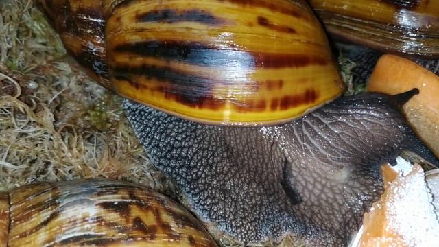 После кладок,тигры продолжают расти! #ахатина #ахатины ##улиткидома